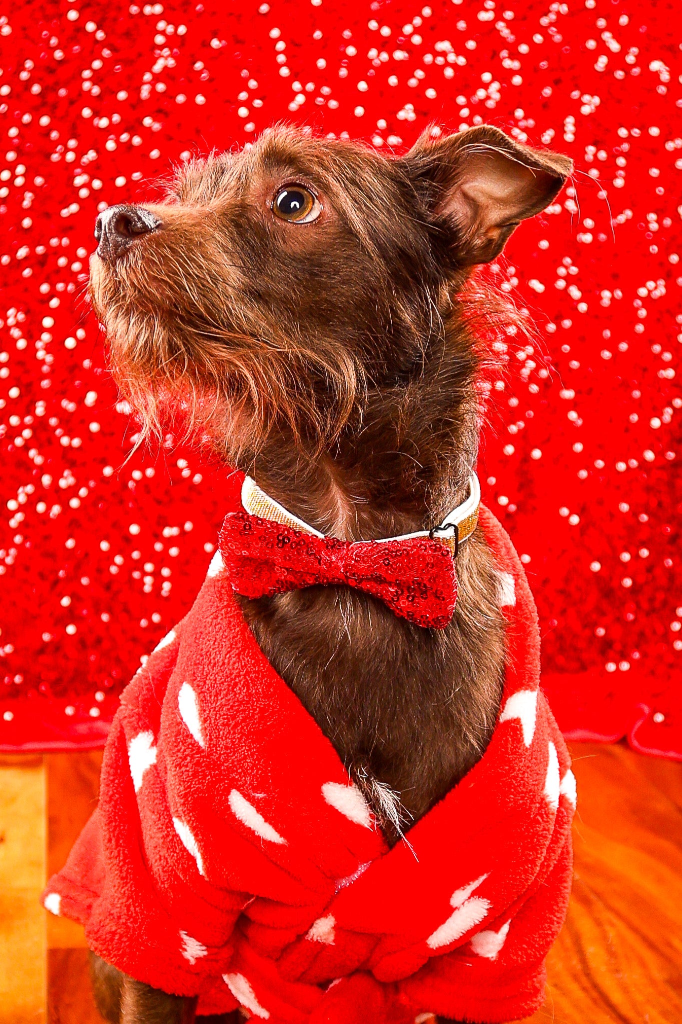 Bastian's Valentine’s Day Dog Mystery Box | Rescue Fundraiser